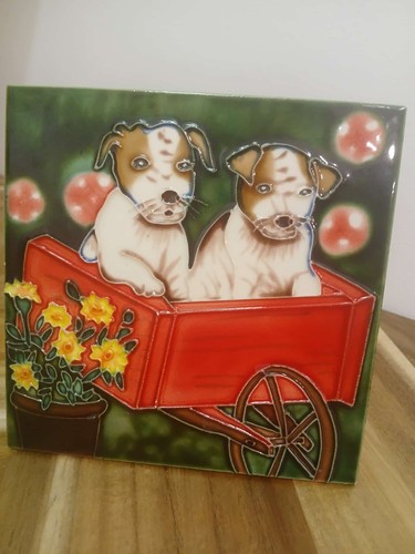 Pair jack russell - , pups