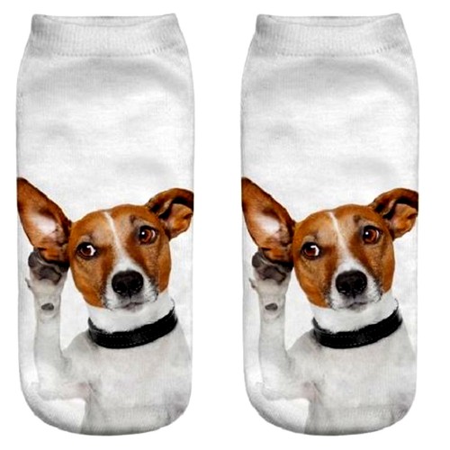 Jack russell cute - russell, dog