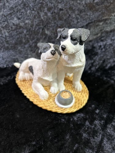 Pair jack russell - jack,