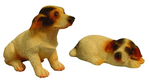 Pair jack russells for 12th - for,