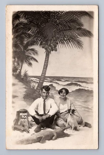 Cute couple jack russell - w,