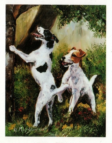 New jack russell - russell, pair