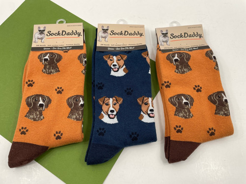 Jack russell german pointer - jack,