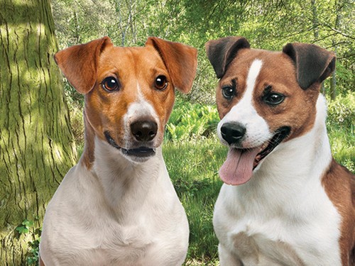 Picture dogs pair jack - of,