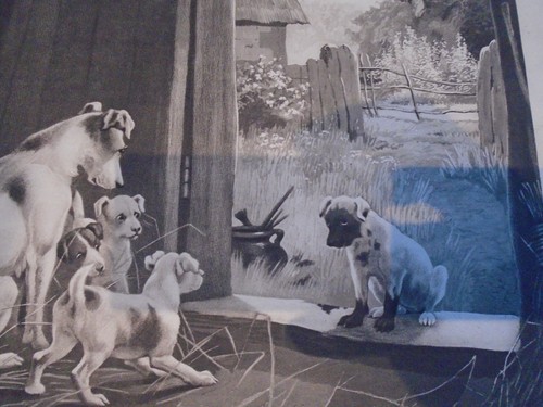 Jack russell fun pair of - ,
